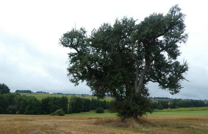 Birne Buch am Wald